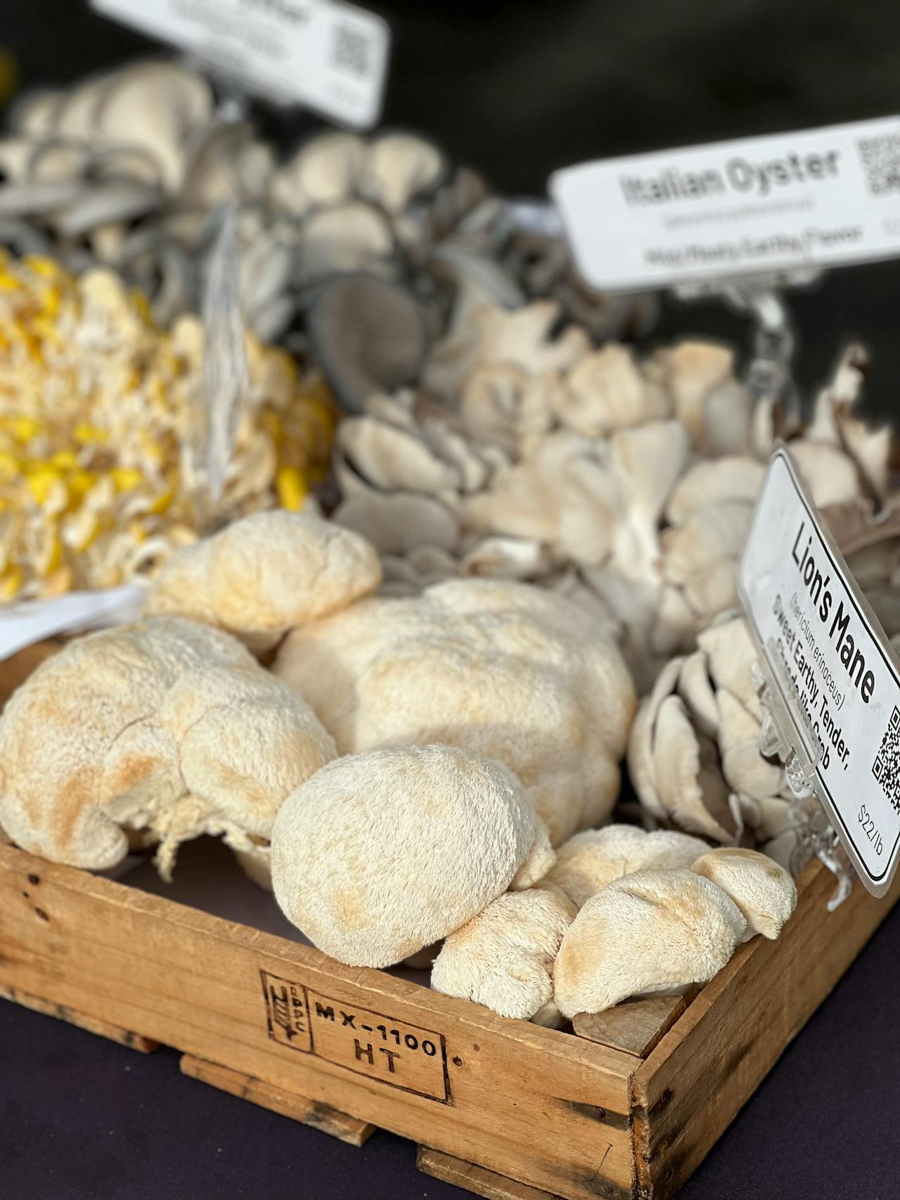🍄 Lion’s Mane – en funktionel svamp med særlige egenskaber