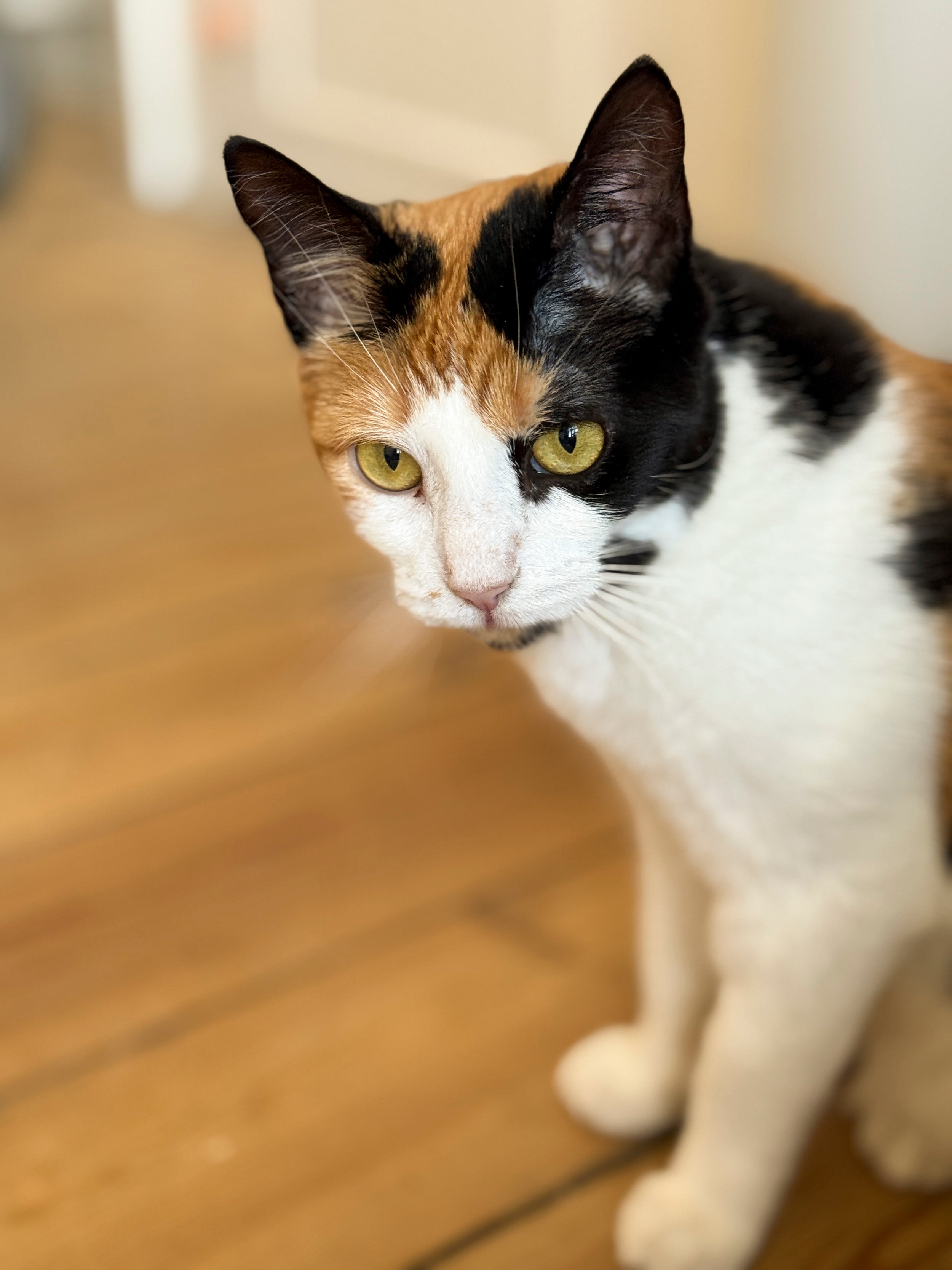 Antioxi® 8 Mushroom Blend til Kæledyr – Premium svampetilskud til hunde og katte