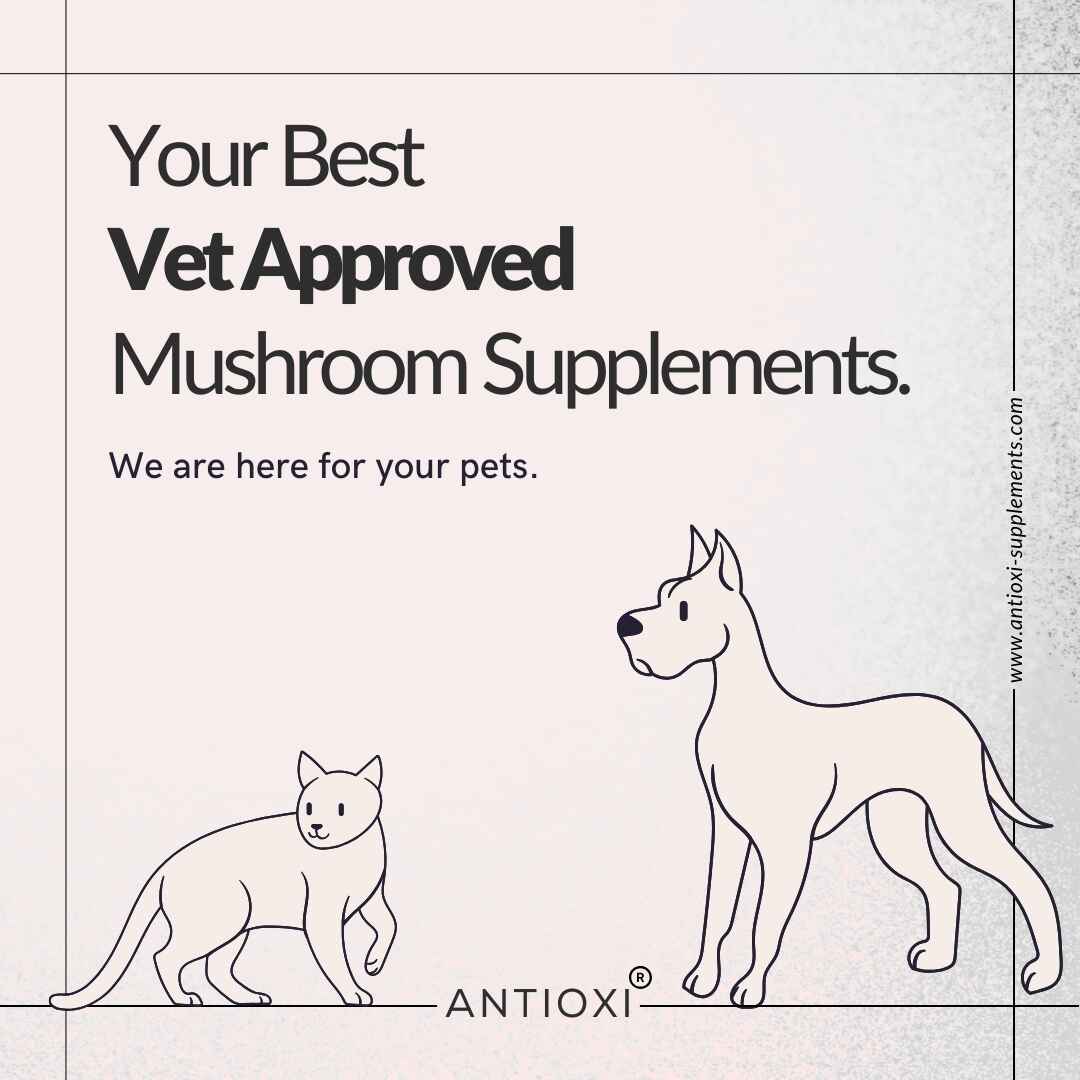 Turkey Tail og Calm & Comfort Pets