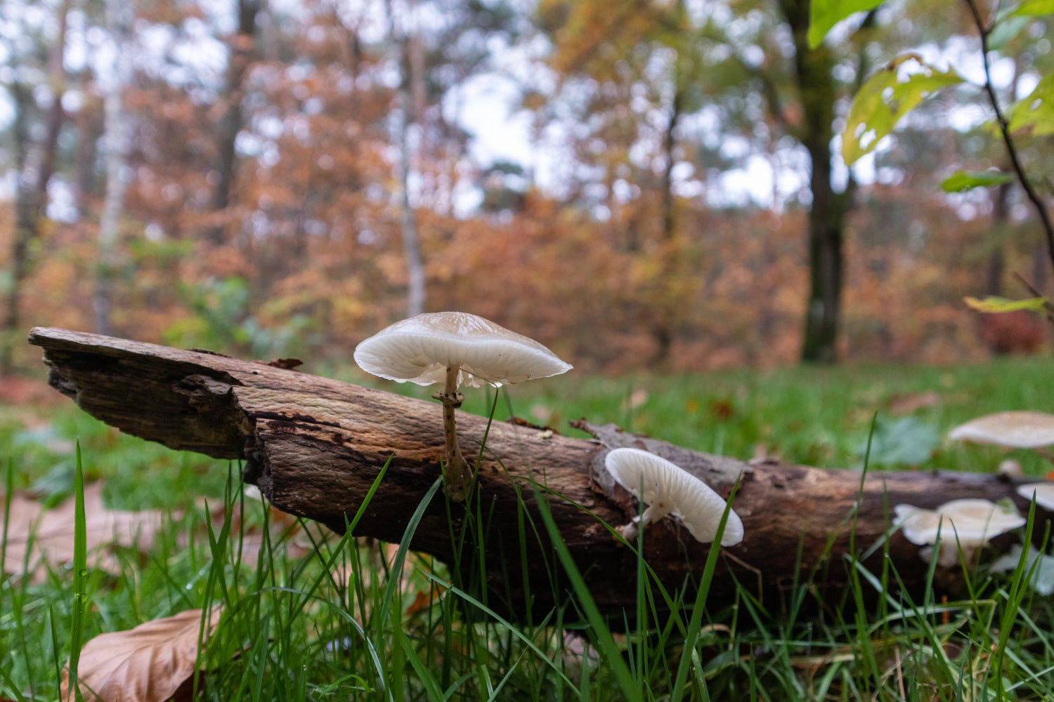🌿 Pulver, kapsler og potent ekstrakt – hvorfor formen betyder noget