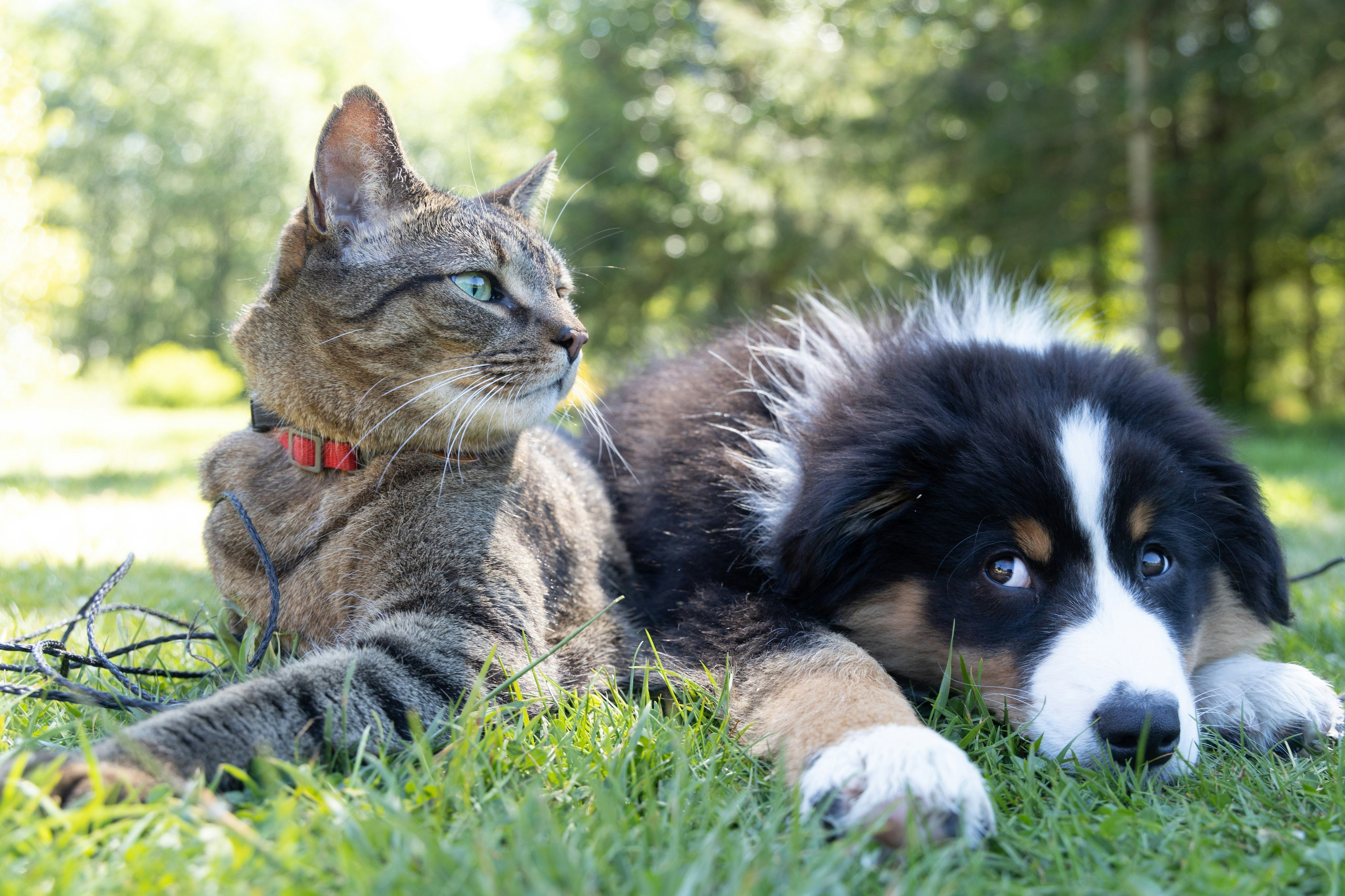 🐾 Svampetilskud til hunde og katte
