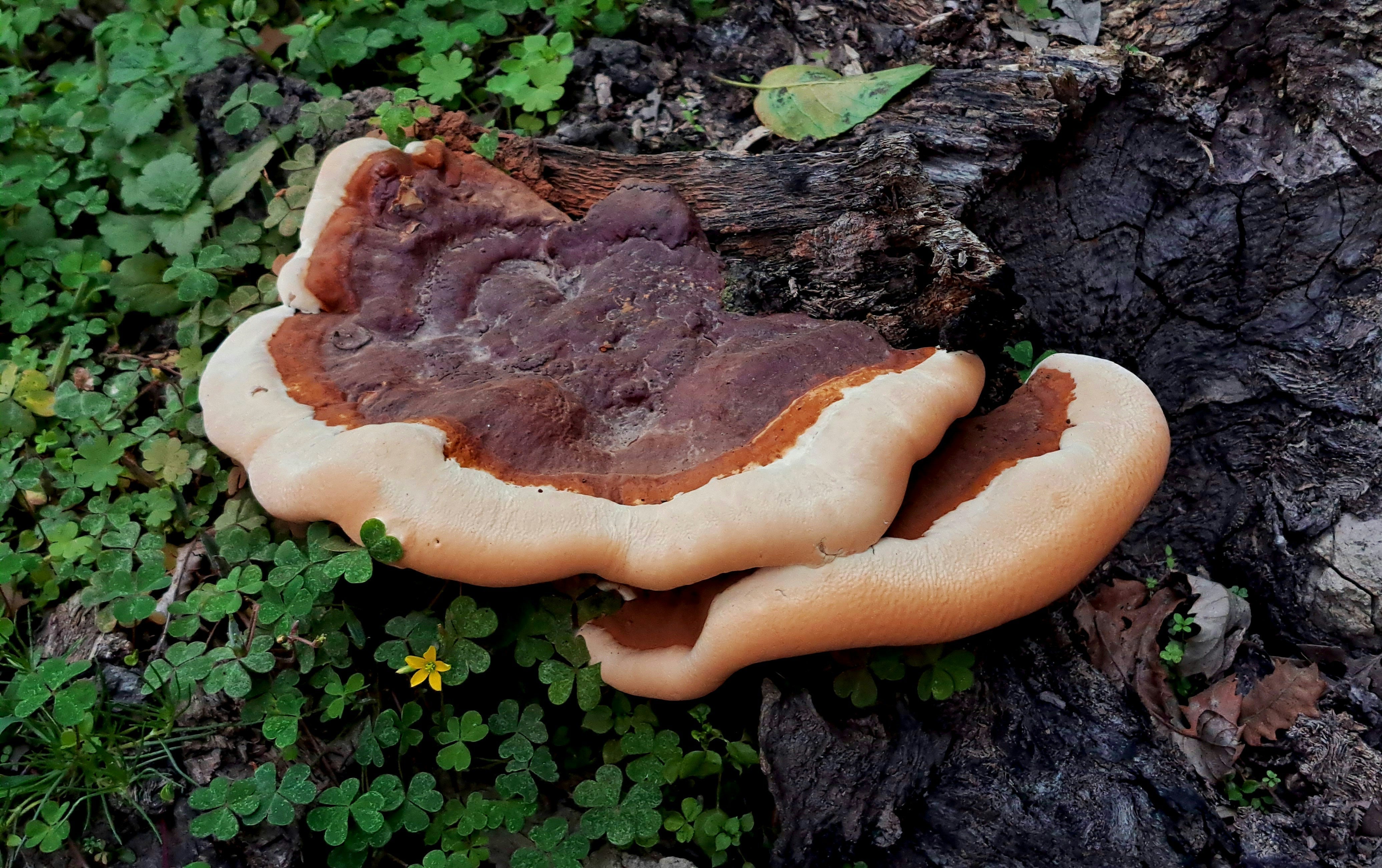 Reishi – Fra frugtlegeme til funktionel rutine med tusindårig historie