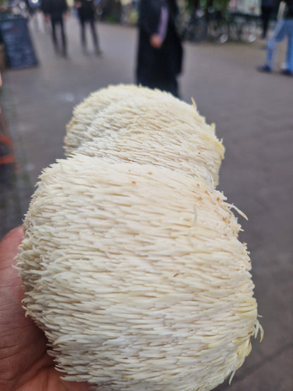 Lions Mane Premium Svampepulver - 100g.