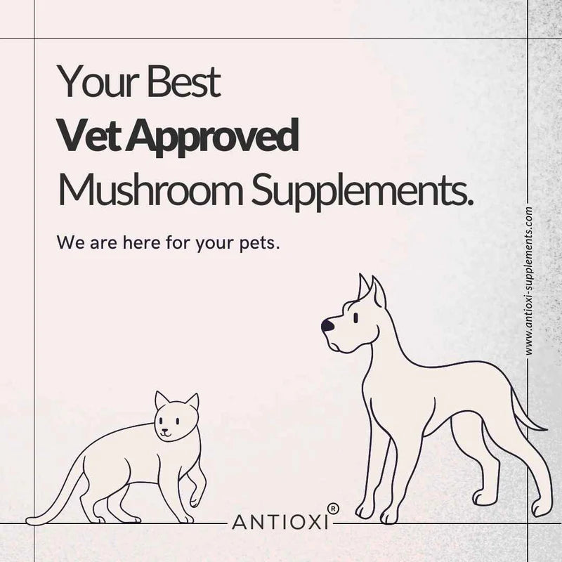 Calm & Comfort Pets – Premium Pulversvampeblanding til Kæledyr (100g)