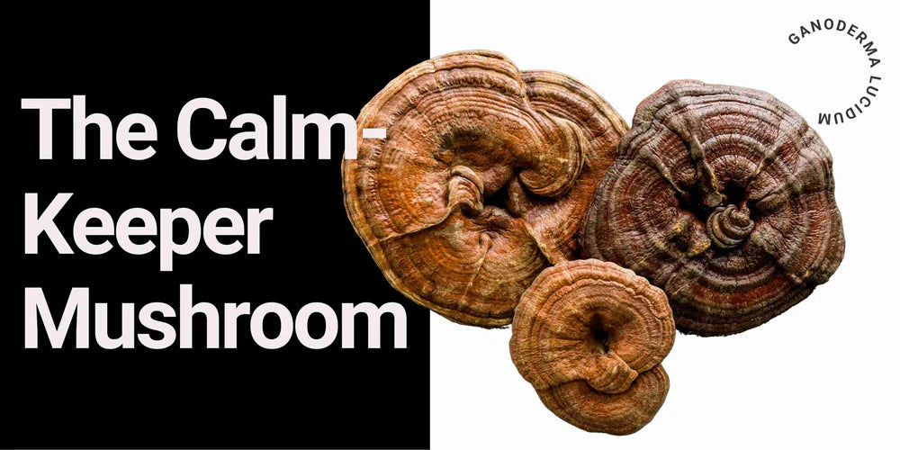 Antioxi Reishi Svampetilskud 90 Kapsler á 500mg - Premium Kvalitet