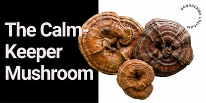 Antioxi Reishi Svampetilskud 90 Kapsler á 500mg - Premium Kvalitet