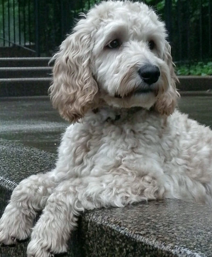 Turkey Tail Svampeekstrakt til Kæledyr 100g - Premium Pulver fra Antioxi